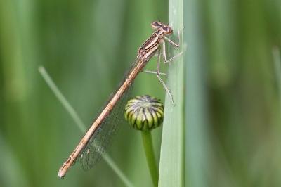 <i>Platycnemis pennipes</i>