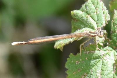 <i>Platycnemis pennipes</i>