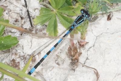 <i>Coenagrion mercuriale</i>