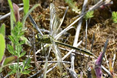 <i>Gomphus pulchellus</i>