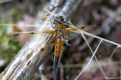 <i>Libellula quadrimaculata</i>