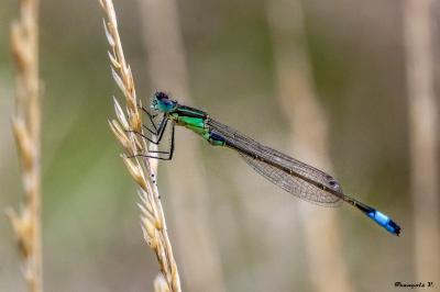 <i>Ischnura elegans</i>