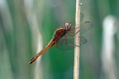 <i>Orthetrum coerulescens</i>
