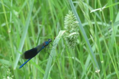<i>Calopteryx splendens</i>