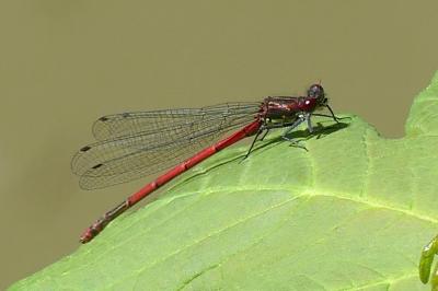 <i>Pyrrhosoma nymphula</i>