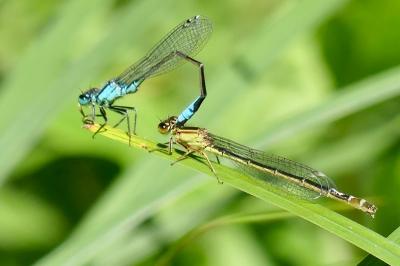 <i>Ischnura elegans</i>