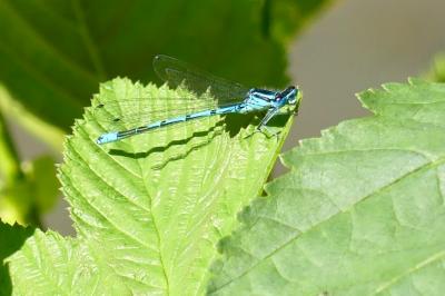 <i>Coenagrion puella</i>