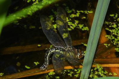 <i>Brachytron pratense</i>