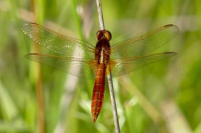 <i>Crocothemis erythraea</i>