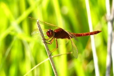 <i>Crocothemis erythraea</i>
