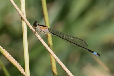 <i>Ischnura elegans</i>