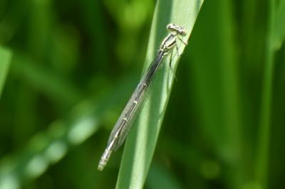 <i>Enallagma cyathigerum</i>