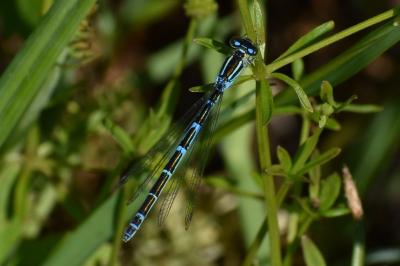 <i>Enallagma cyathigerum</i>