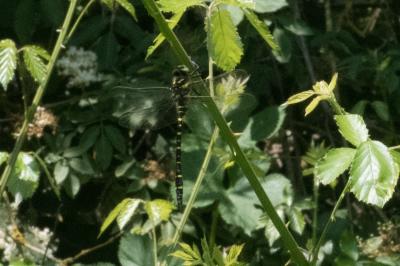 <i>Cordulegaster boltonii</i>