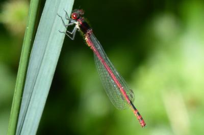 <i>Pyrrhosoma nymphula</i>