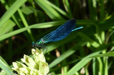 <i>Calopteryx virgo</i>