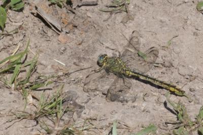 <i>Gomphus pulchellus</i>