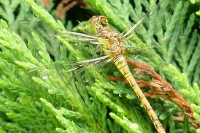 <i>Sympetrum striolatum</i>