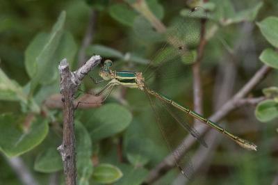 <i>Lestes barbarus</i>