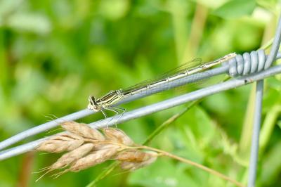 <i>Platycnemis pennipes</i>