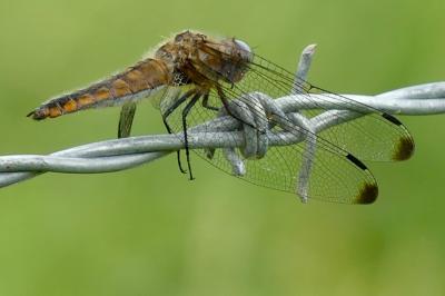 <i>Libellula fulva</i>