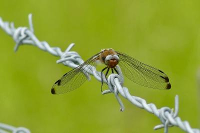 <i>Libellula fulva</i>