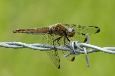 <i>Libellula fulva</i>