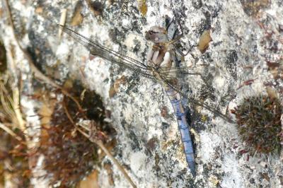 <i>Orthetrum coerulescens</i>
