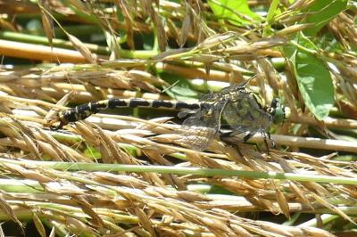 <i>Onychogomphus forcipatus</i>