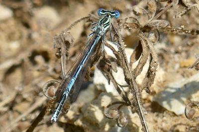 <i>Platycnemis pennipes</i>