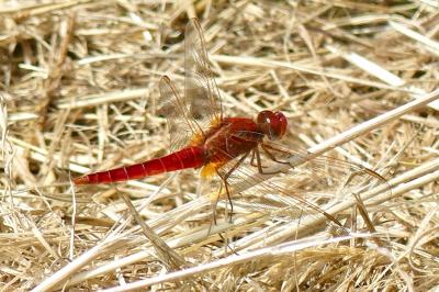 <i>Crocothemis erythraea</i>
