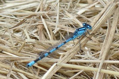 <i>Enallagma cyathigerum</i>