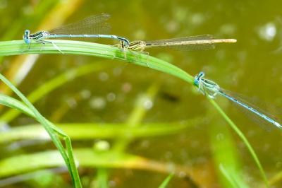 <i>Platycnemis pennipes</i>