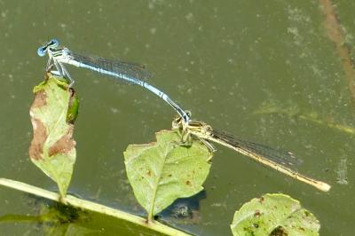 <i>Platycnemis pennipes</i>