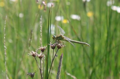<i>Gomphus pulchellus</i>