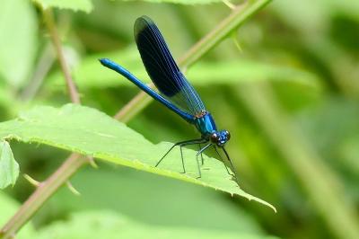 <i>Calopteryx splendens</i>