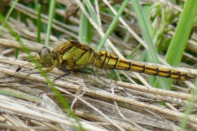 <i>Orthetrum cancellatum</i>