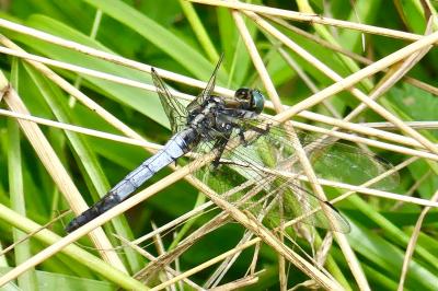 <i>Orthetrum albistylum</i>