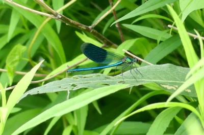 <i>Calopteryx splendens</i>