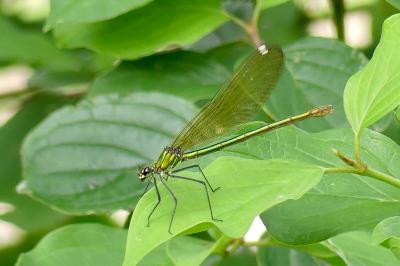 <i>Calopteryx splendens</i>