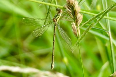 <i>Chalcolestes viridis</i>