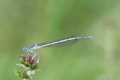 <i>Platycnemis pennipes</i>
