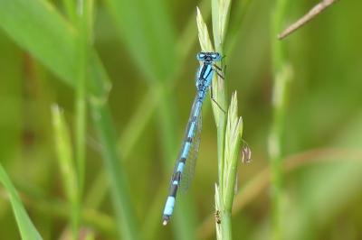 <i>Enallagma cyathigerum</i>