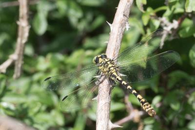 <i>Onychogomphus forcipatus</i>