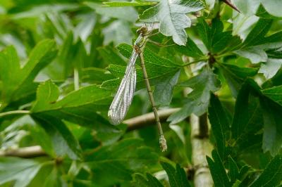 <i>Chalcolestes viridis</i>