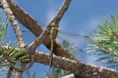 <i>Aeshna affinis</i>