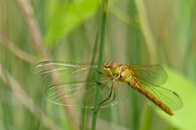 <i>Sympetrum meridionale</i>