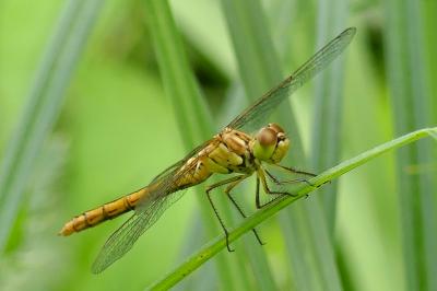 <i>Sympetrum meridionale</i>