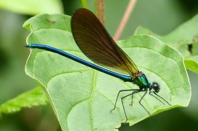 <i>Calopteryx virgo</i>