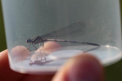 <i>Platycnemis pennipes</i>